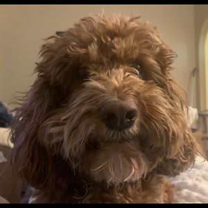 Meet your Posher, Joseph